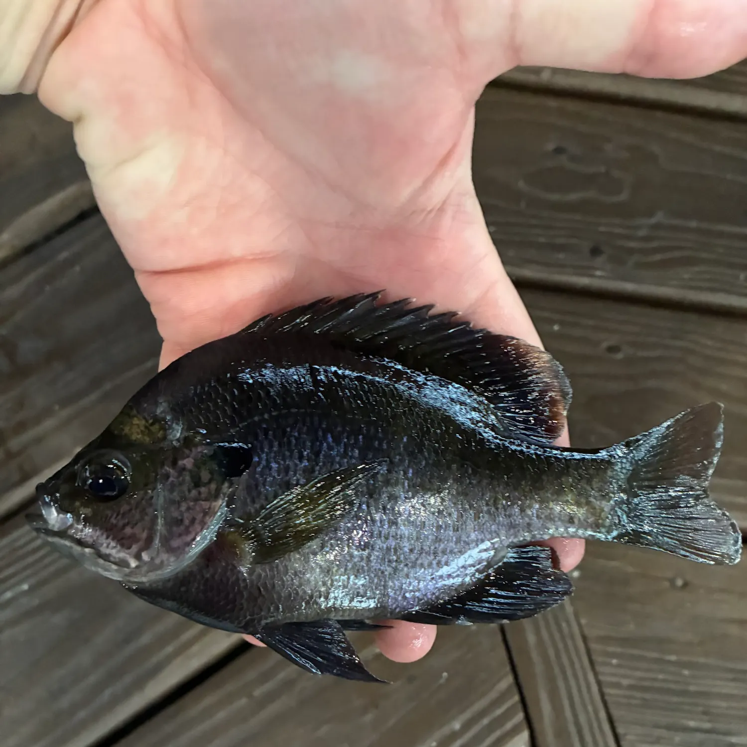 Bluegill caught on Fishbrain