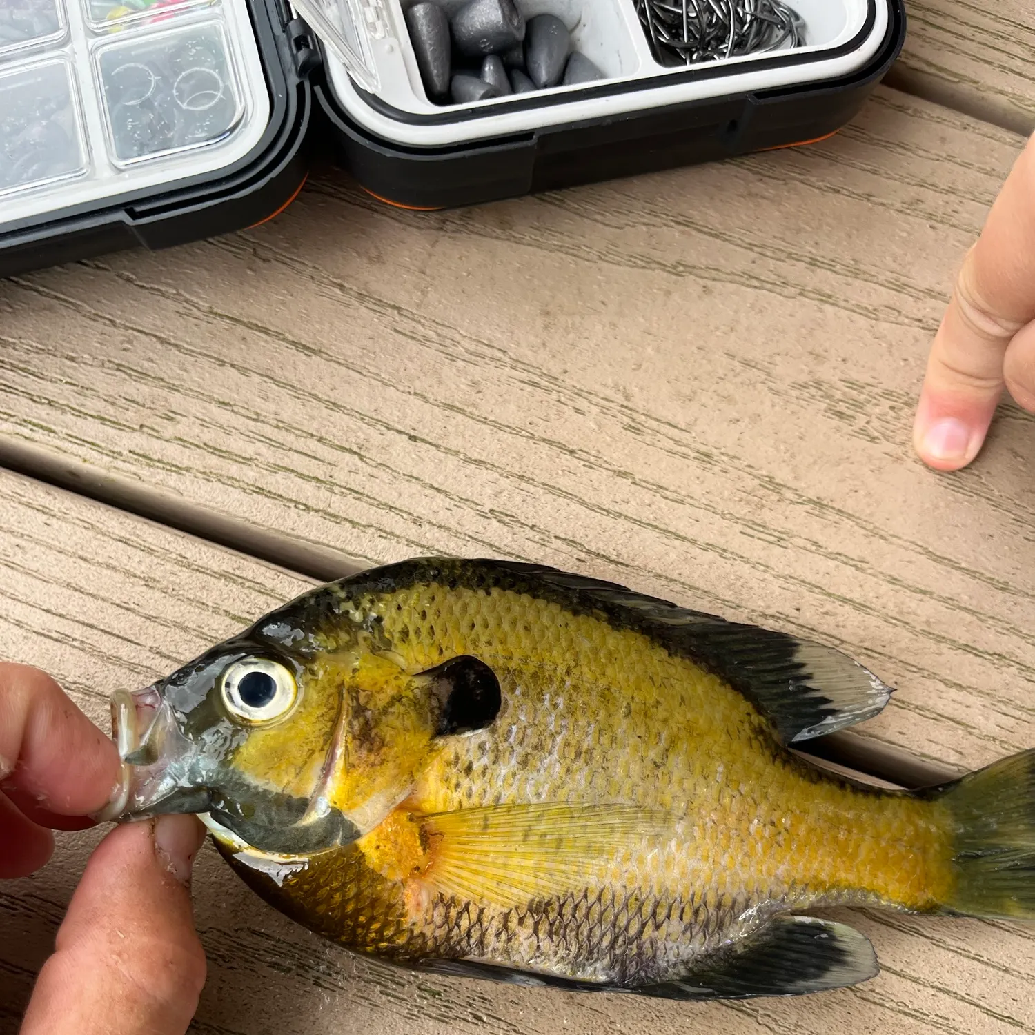 catch