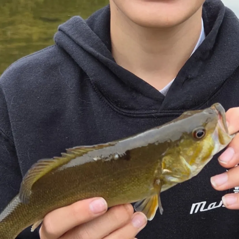 Smallmouth bass caught on Fishbrain