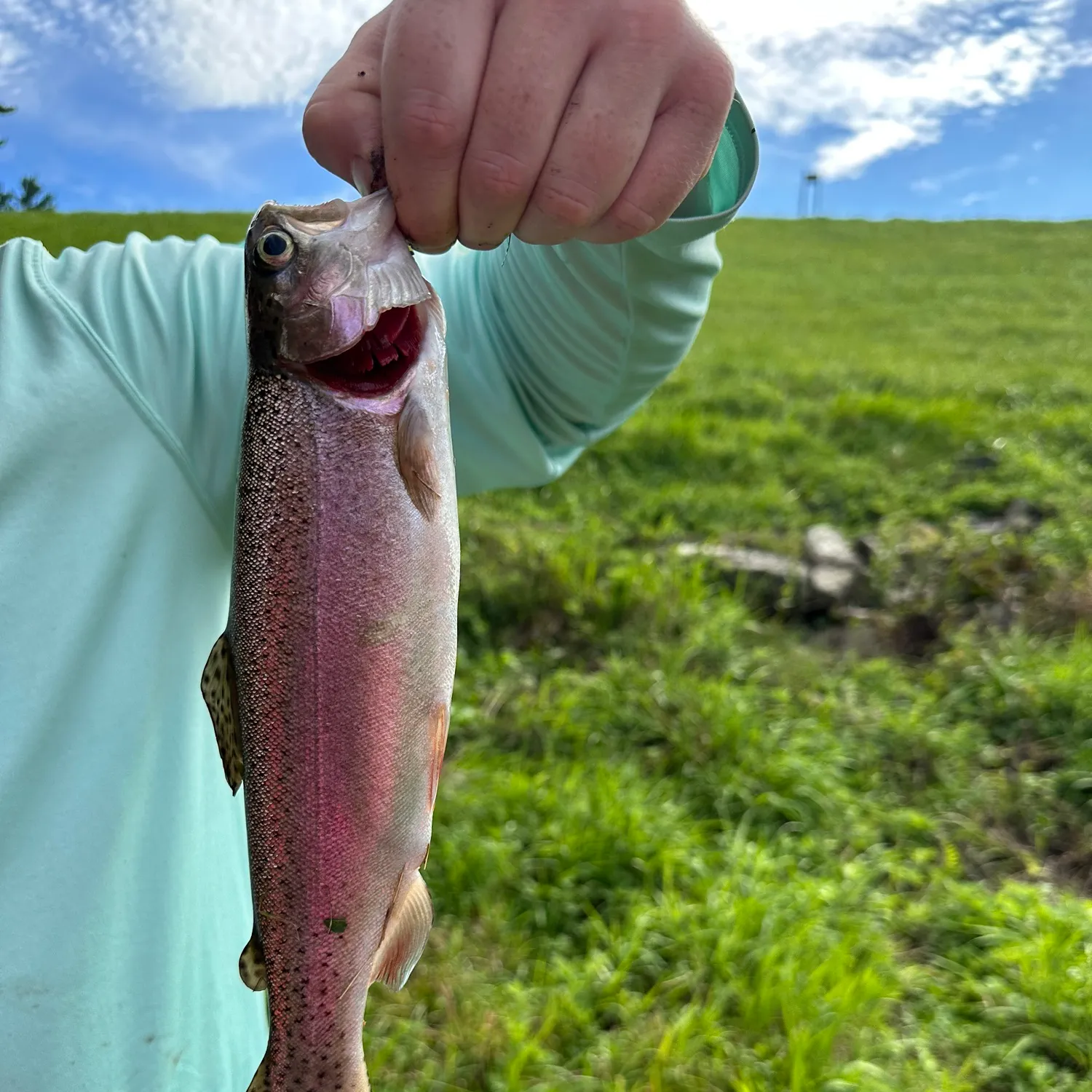 Rainbow trout caught on Fishbrain