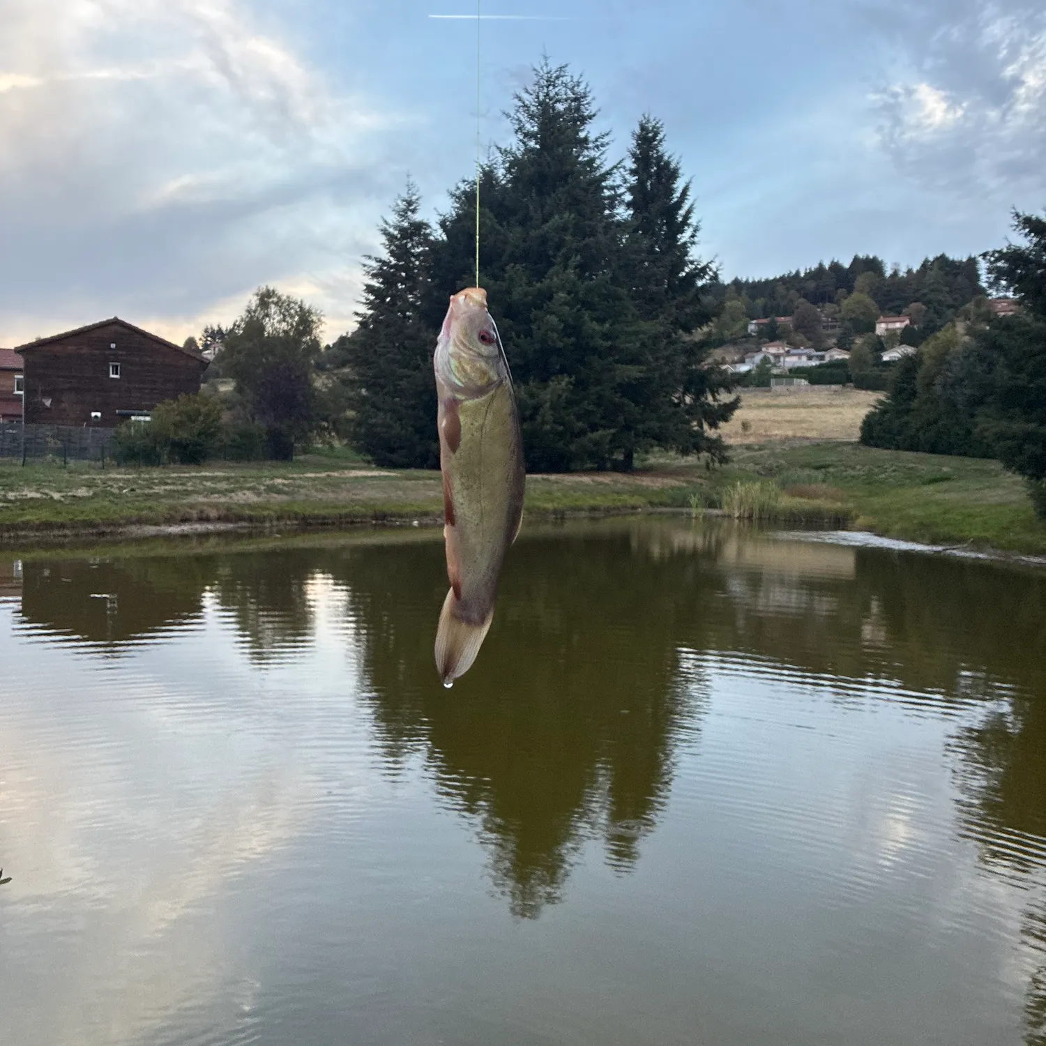 Tench caught on Fishbrain