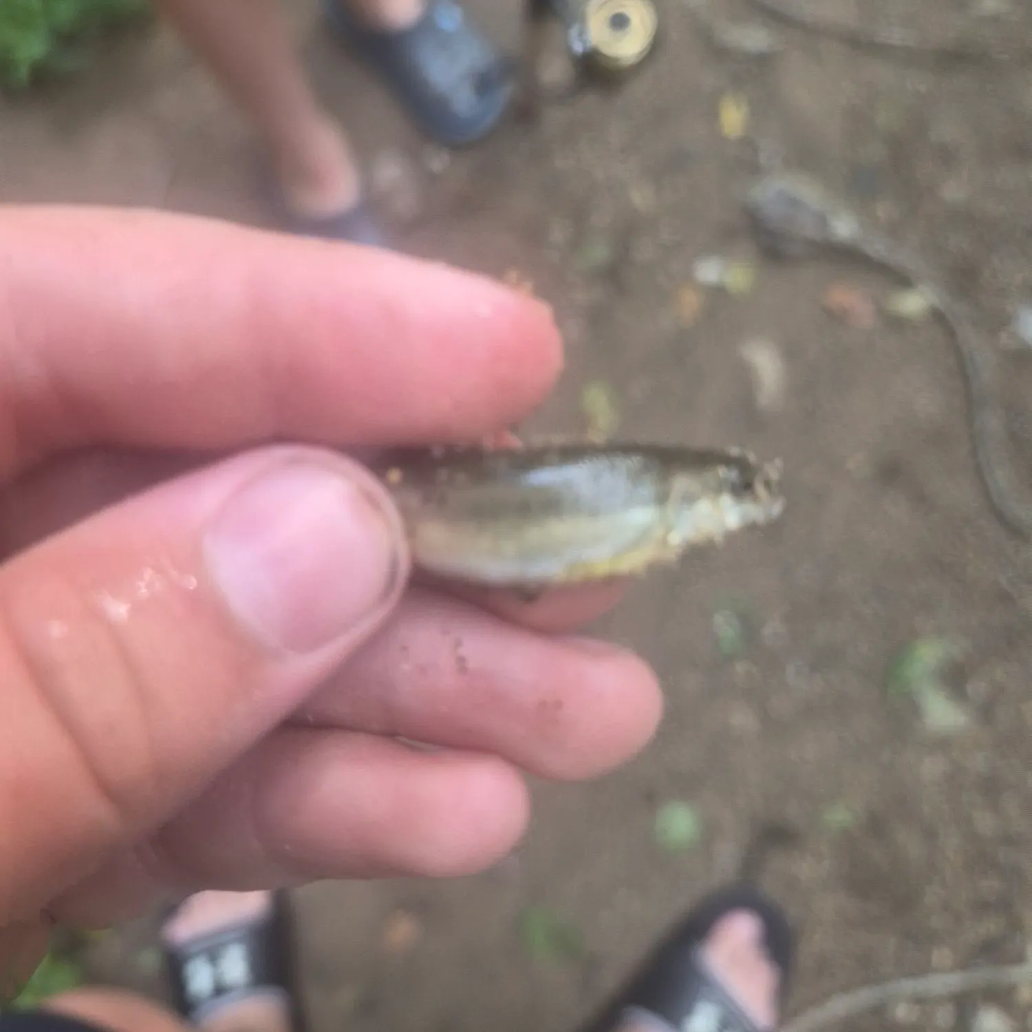 Creek chub caught on Fishbrain