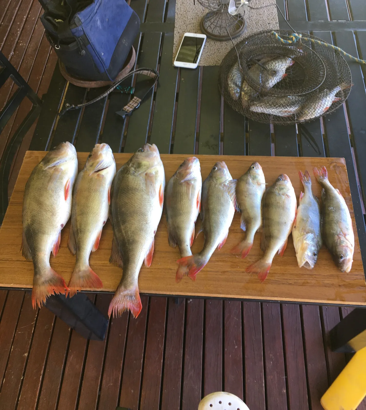 recently logged catches