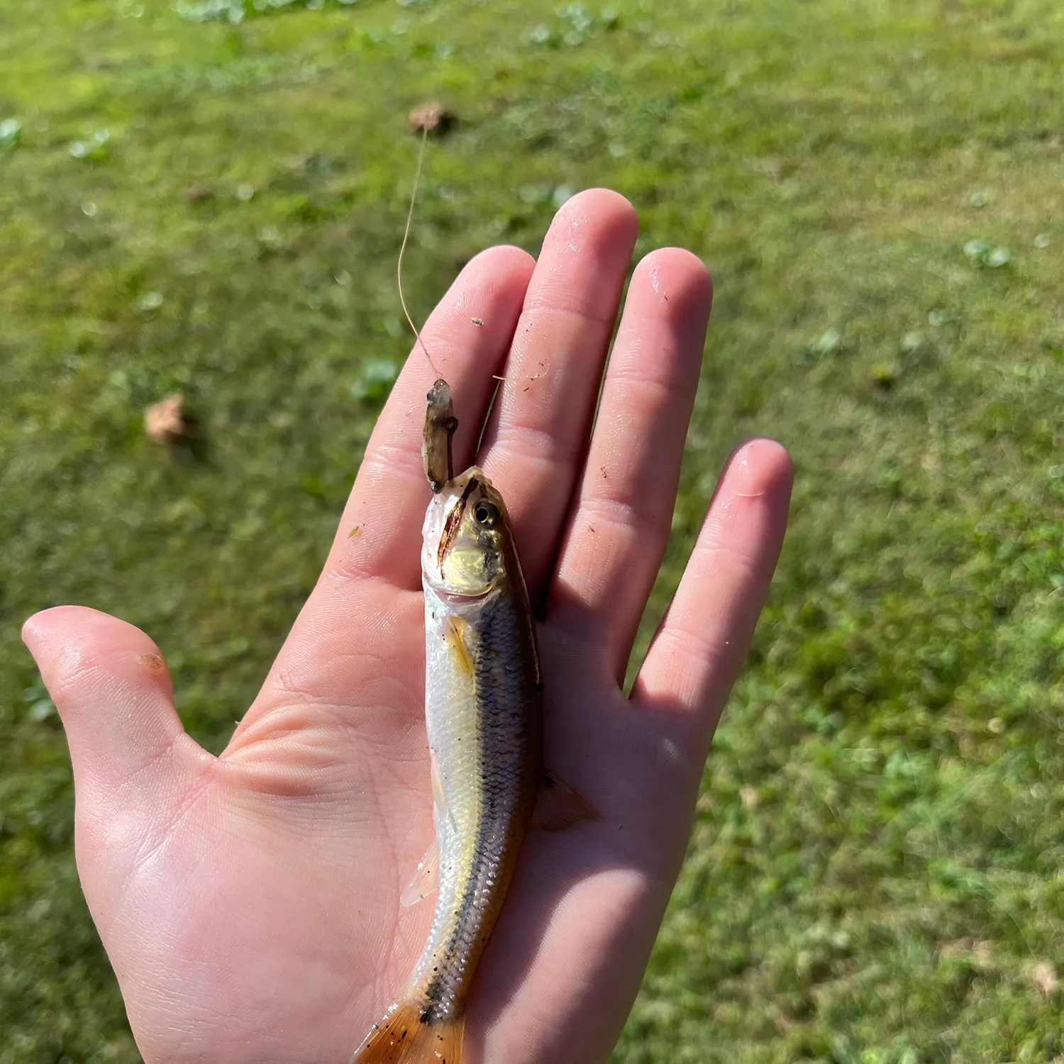 Creek chub caught on Fishbrain