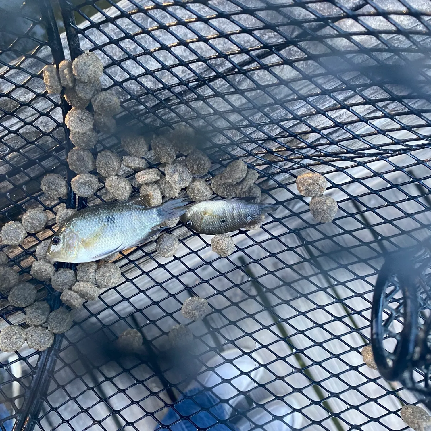 Rio Grande cichlid caught on Fishbrain
