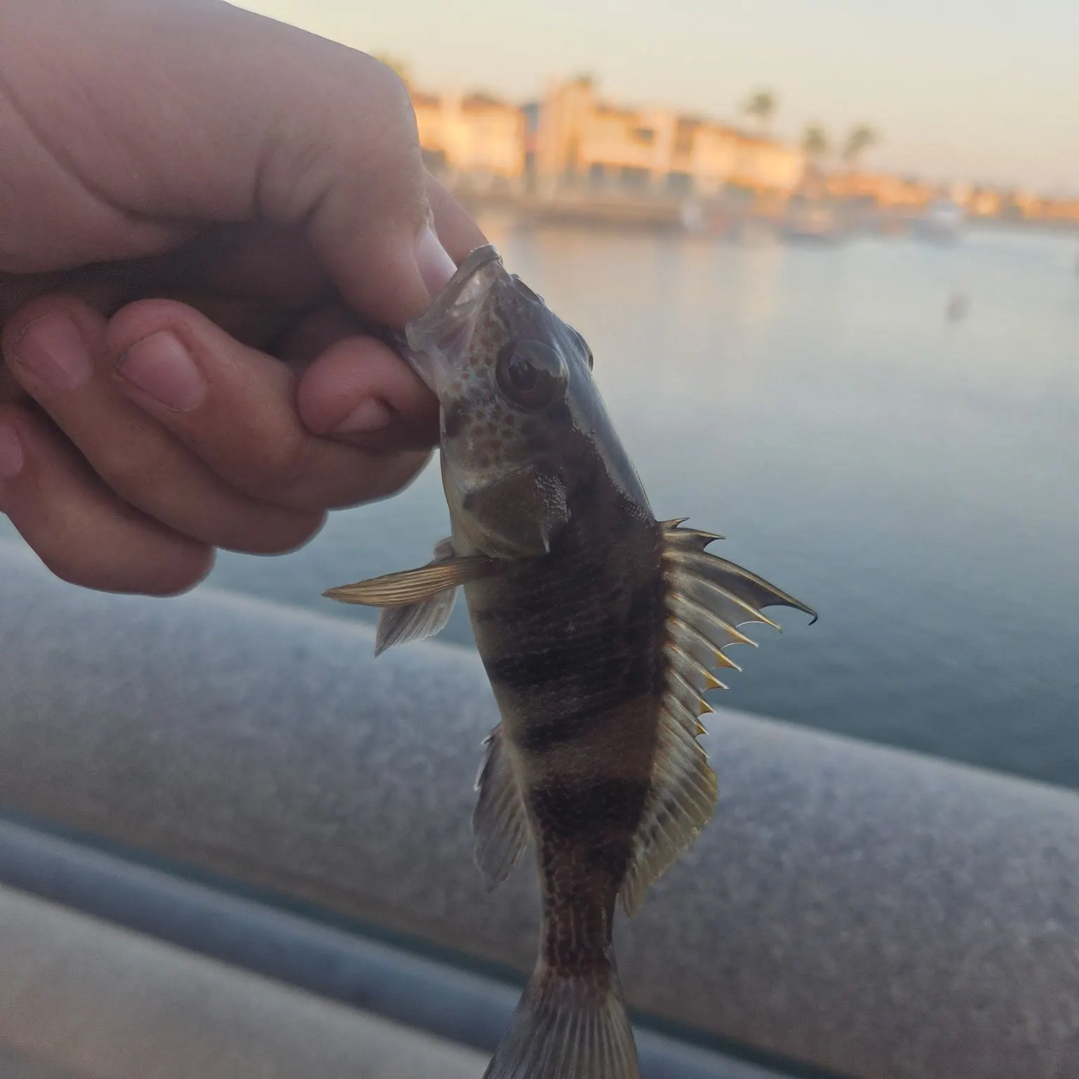 Barred sand bass caught on Fishbrain