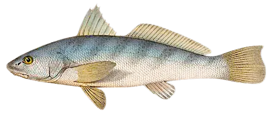 Southern kingcroaker