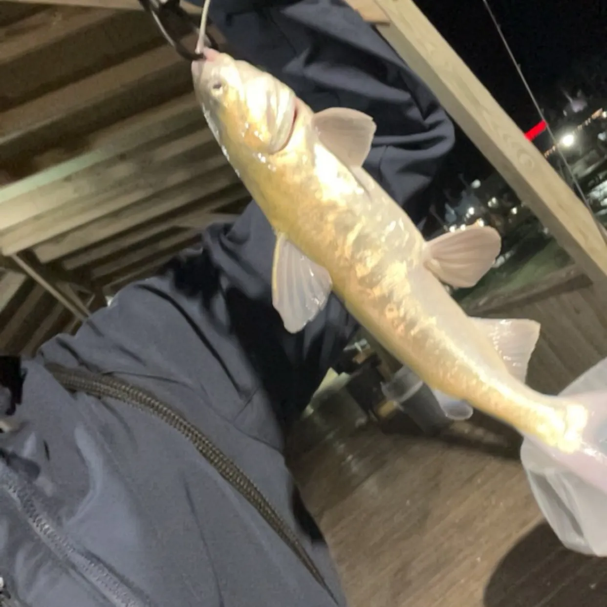 The most recent Hardhead sea catfish catches on Fishbrain