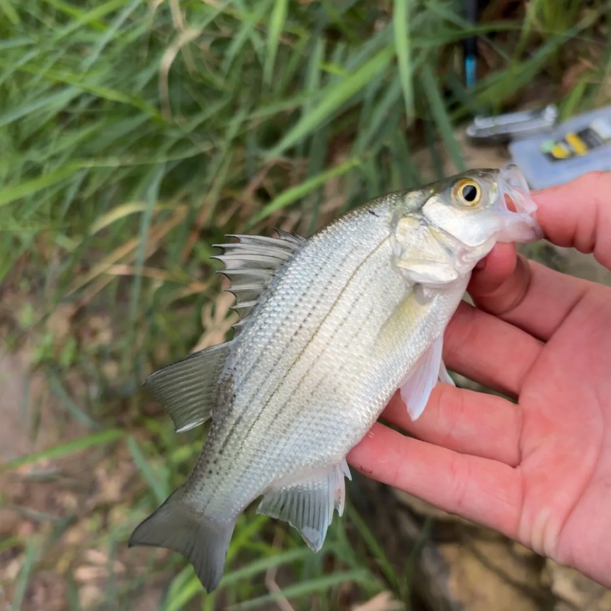 White bass caught on Fishbrain