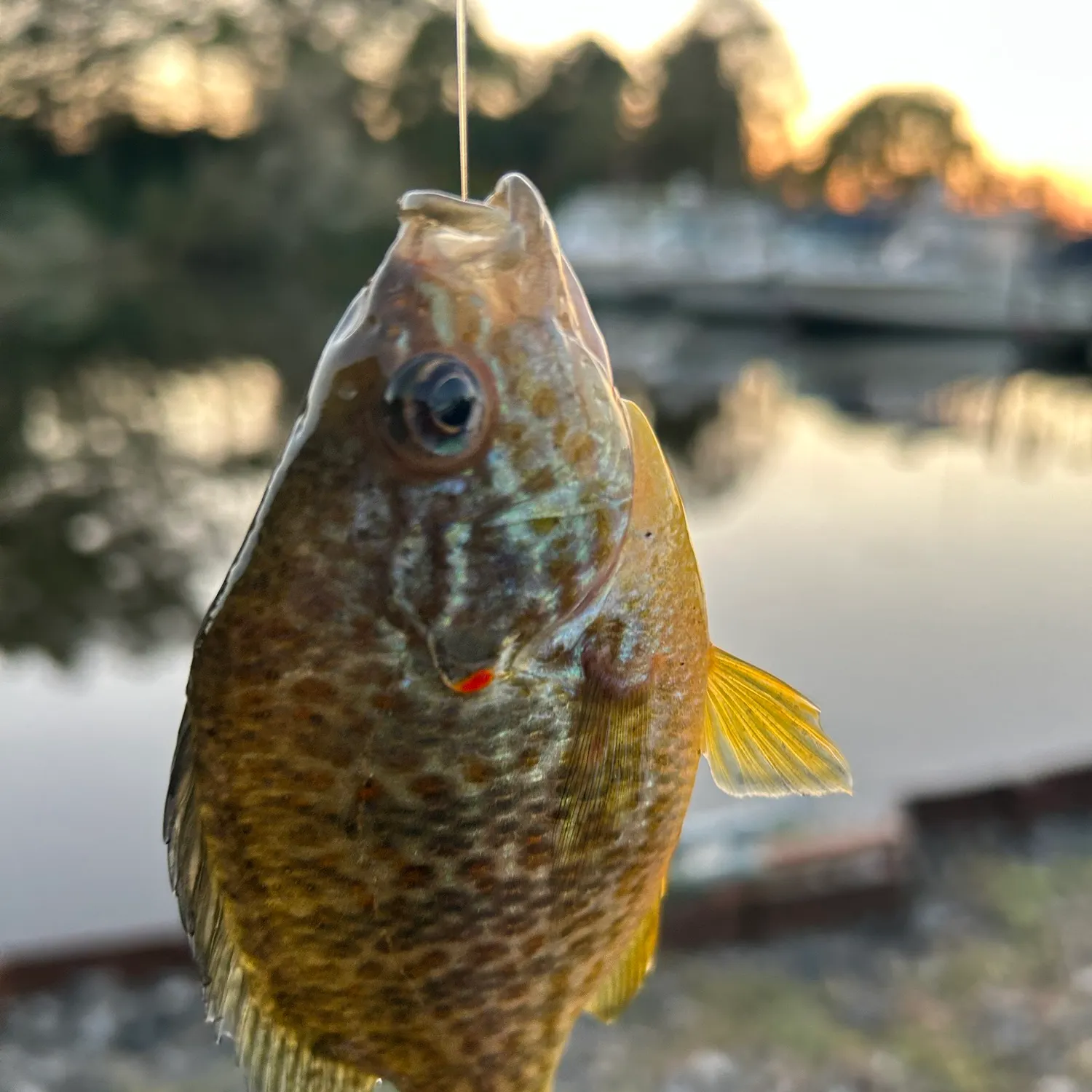 Pumpkinseed caught on Fishbrain