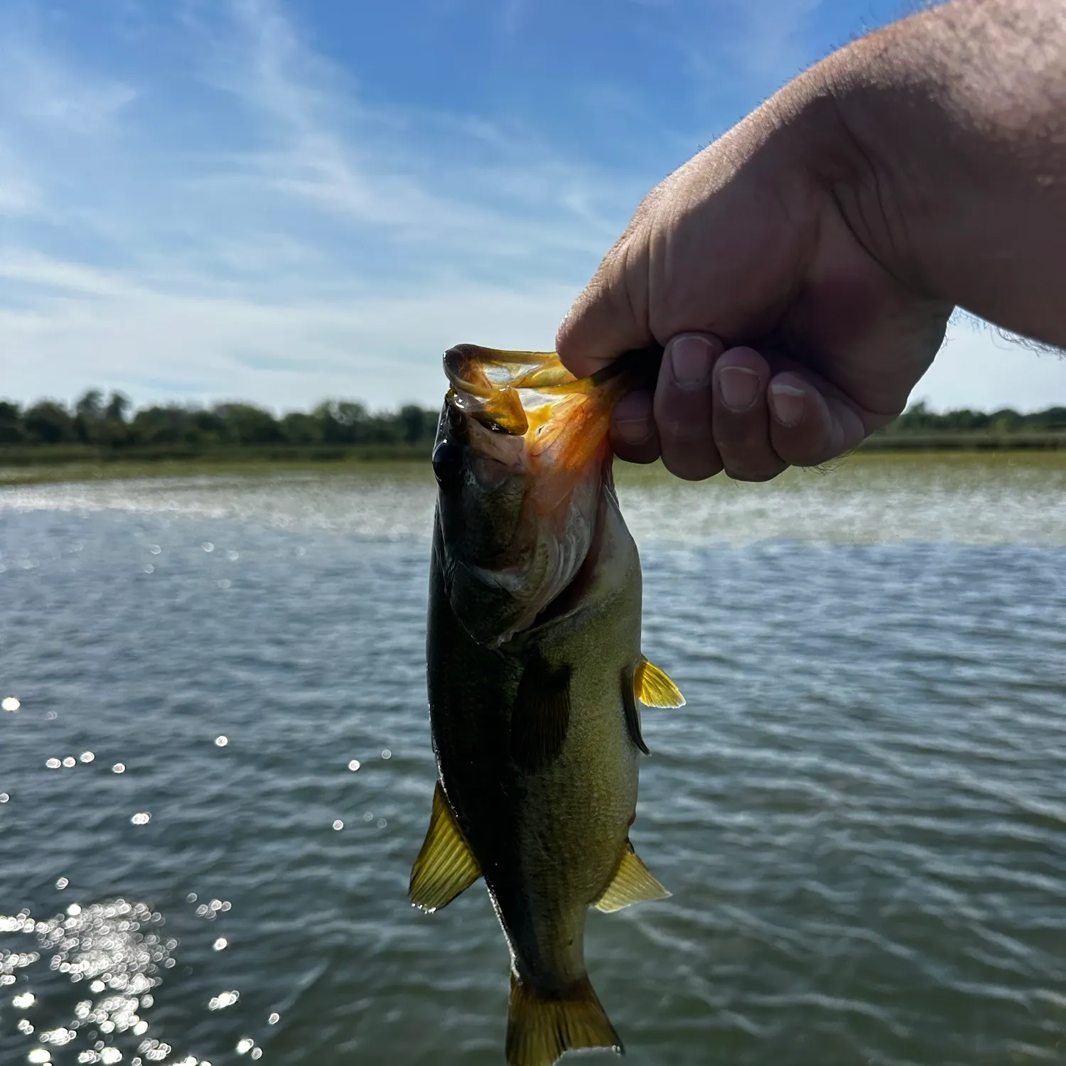 Largemouth bass caught on Fishbrain