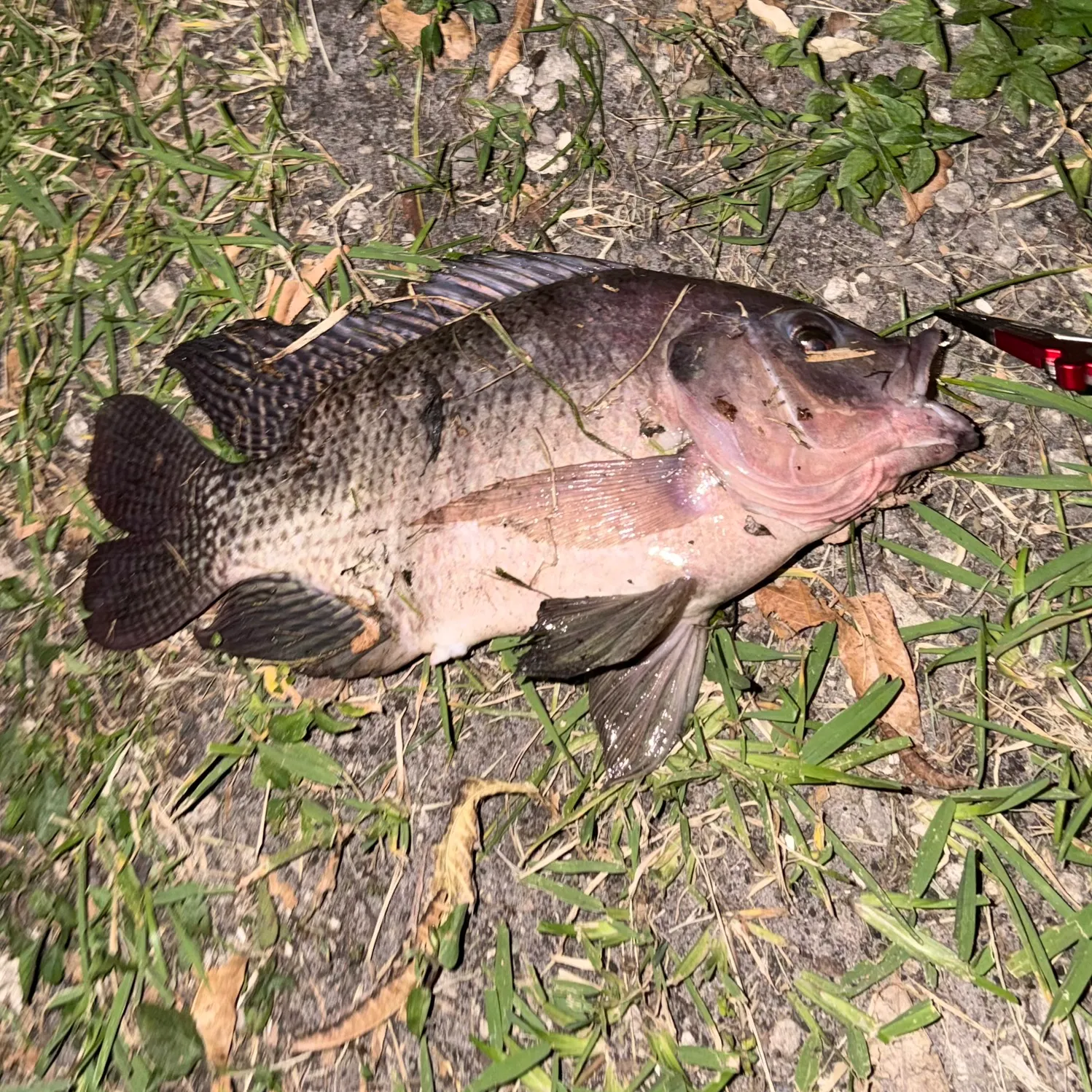 The most recent Nile tilapia catches on Fishbrain