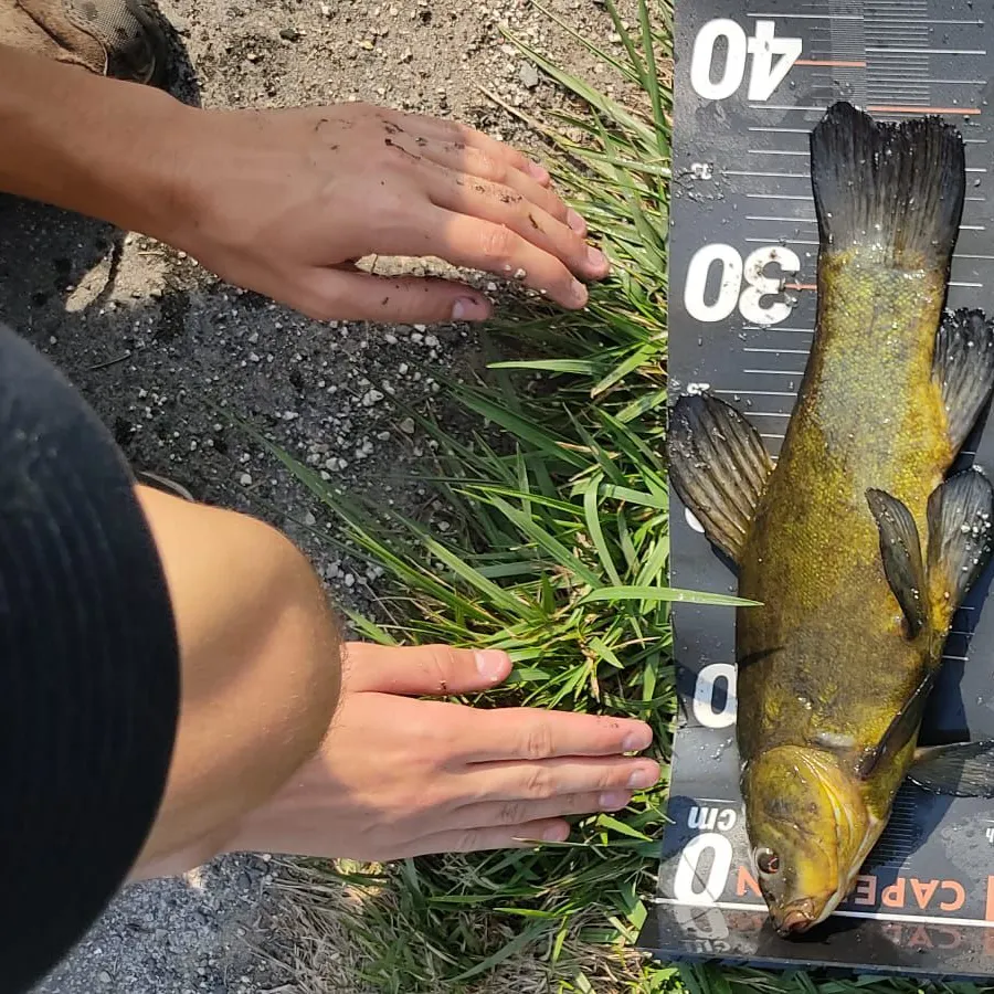 Tench caught on Fishbrain