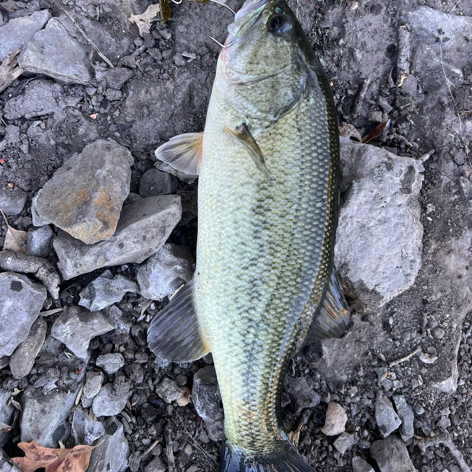 Largemouth bass caught on Fishbrain