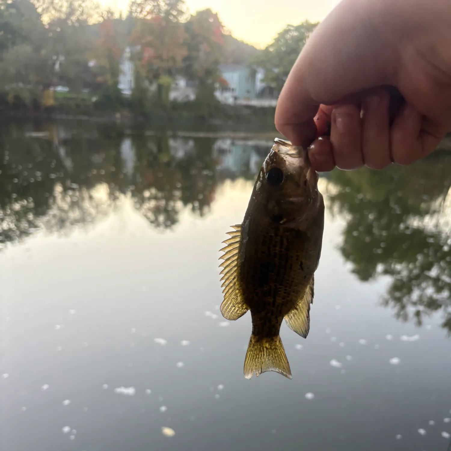 Rock bass caught on Fishbrain