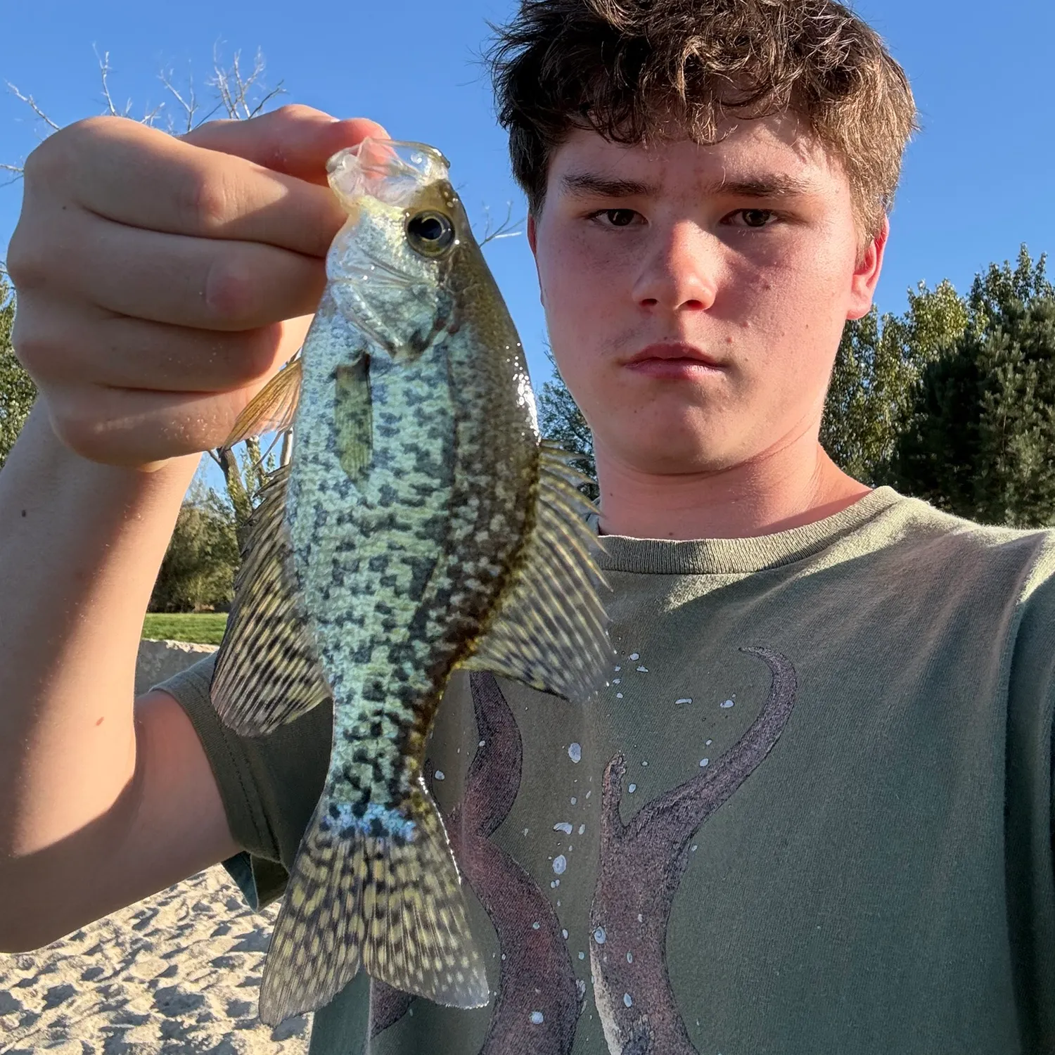 Black crappie caught on Fishbrain