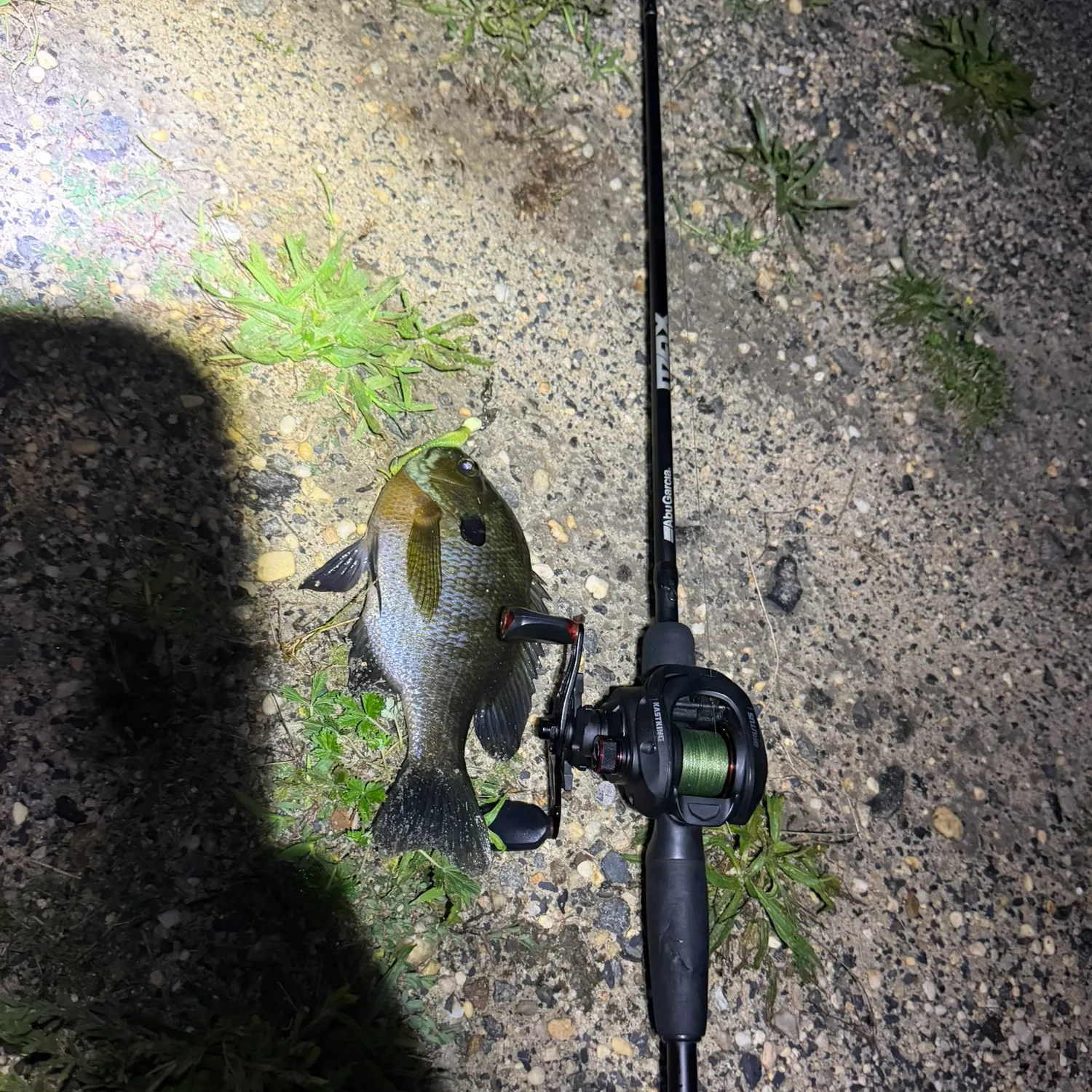 Bluegill caught on Fishbrain