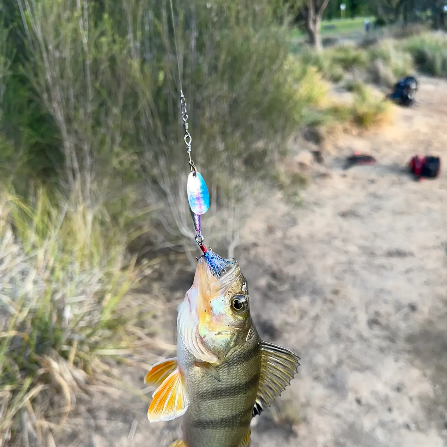 European perch caught on Fishbrain