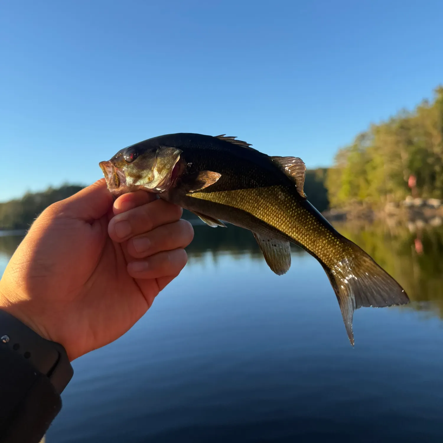 Smallmouth bass caught on Fishbrain