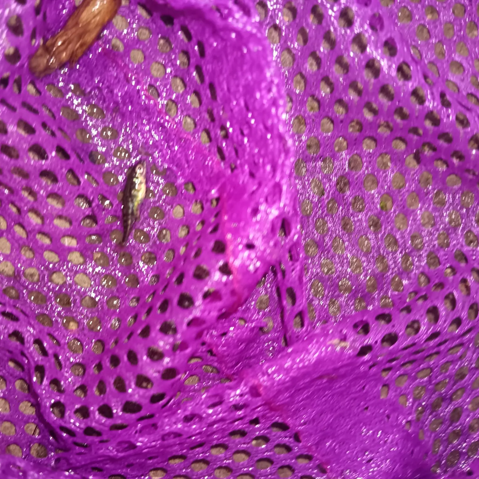 The most recent Three-spined stickleback catches on Fishbrain