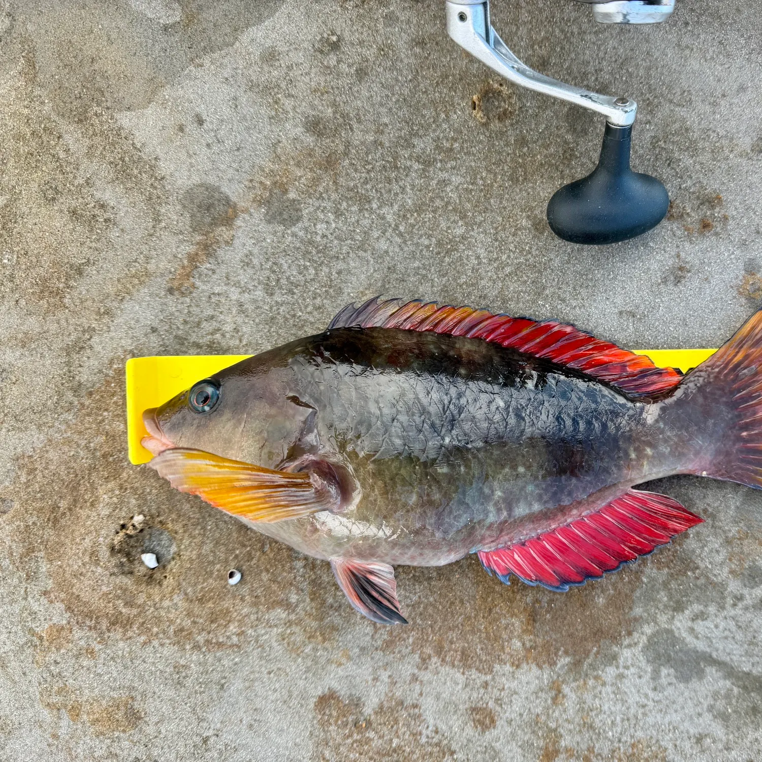 The most recent Crimsonbanded wrasse catches on Fishbrain