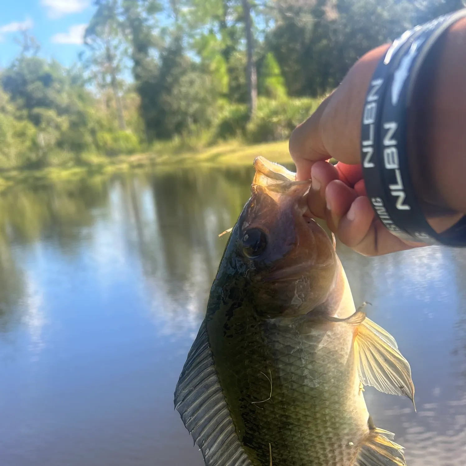 Nile tilapia caught on Fishbrain