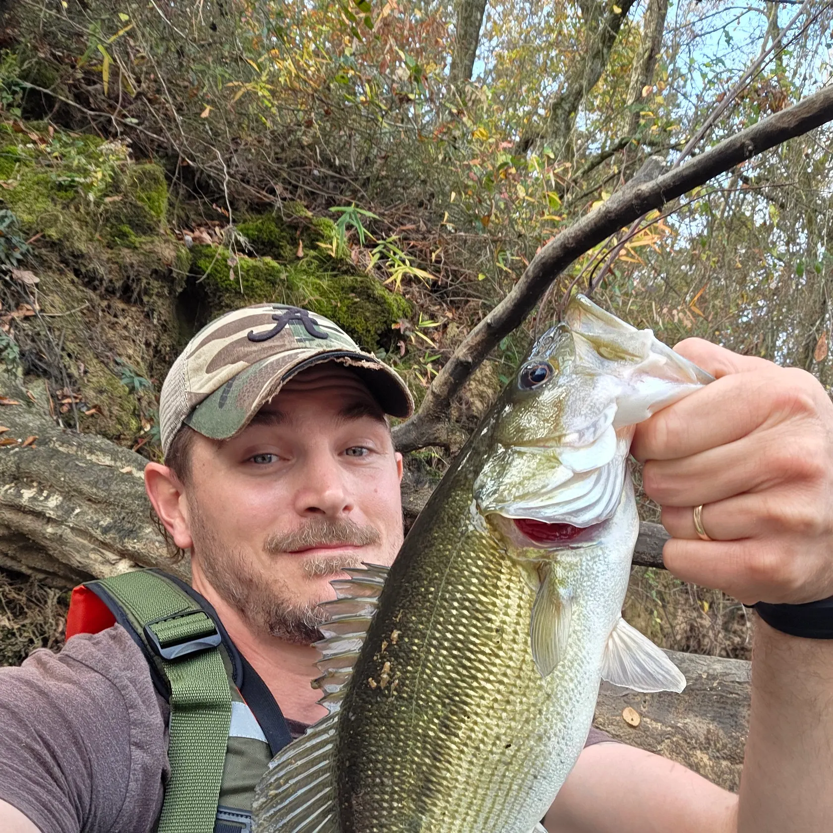 The most recent Alabama bass catches on Fishbrain