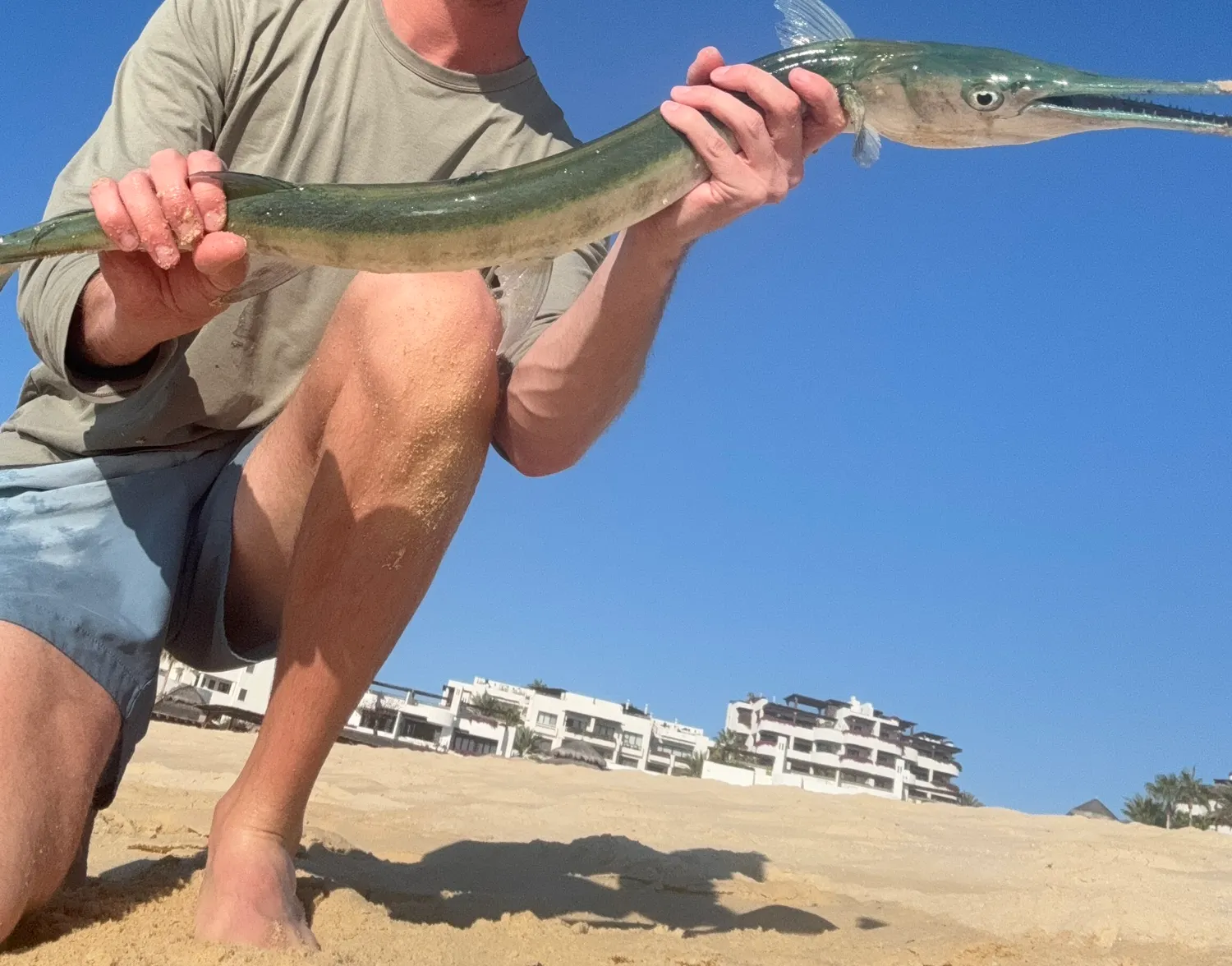 Mexican needlefish