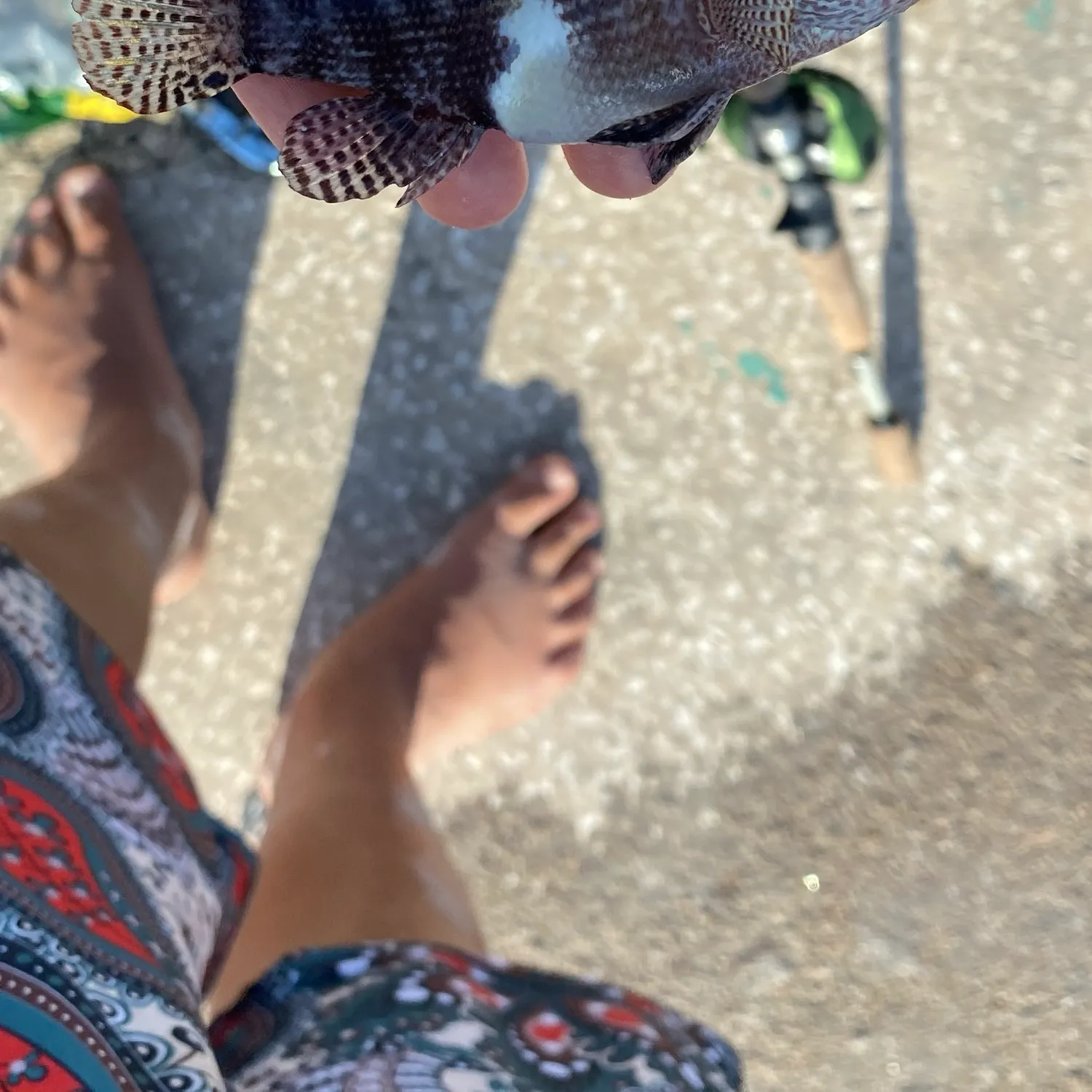 The most recent Belted sandfish catches on Fishbrain