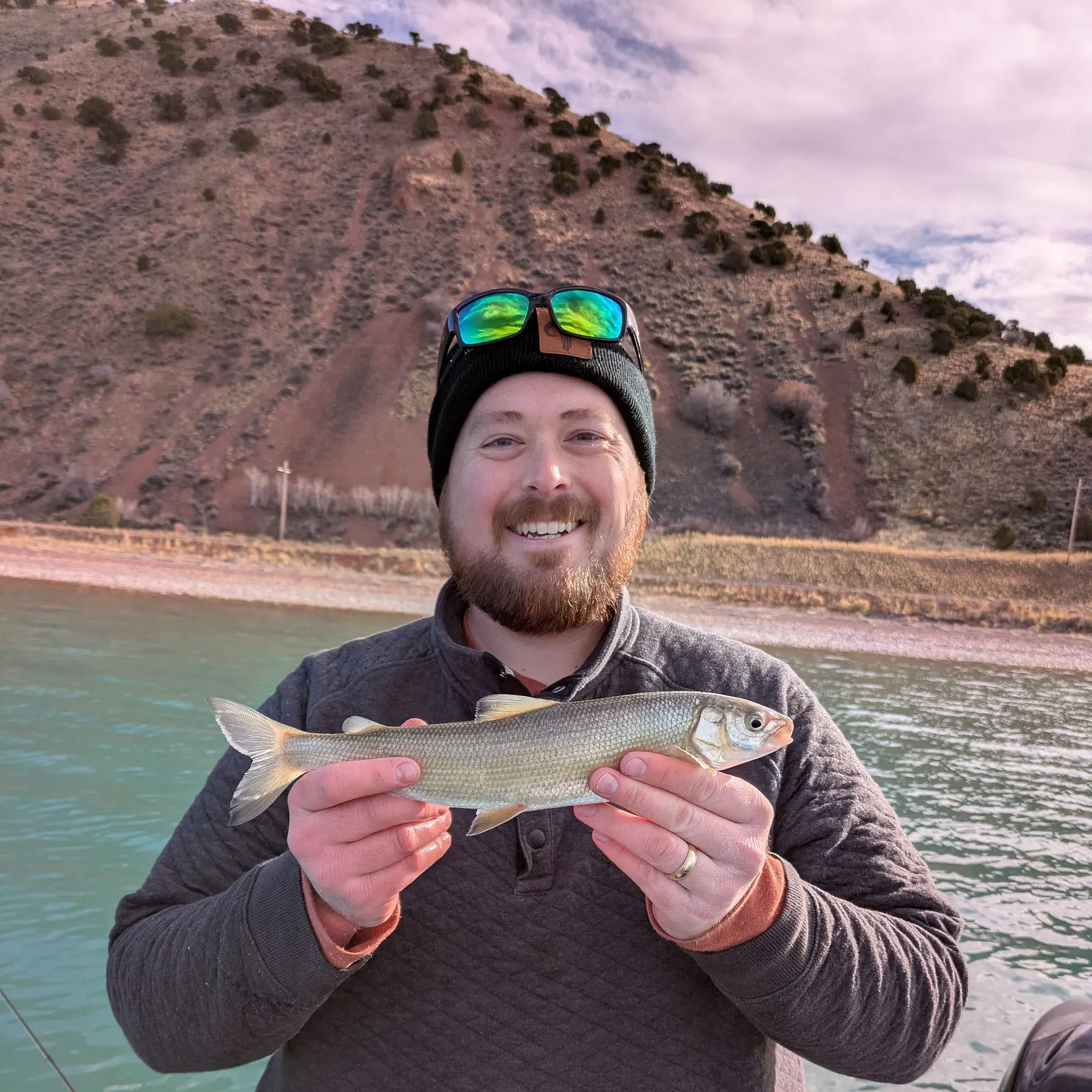 The most recent Bonneville whitefish catches on Fishbrain