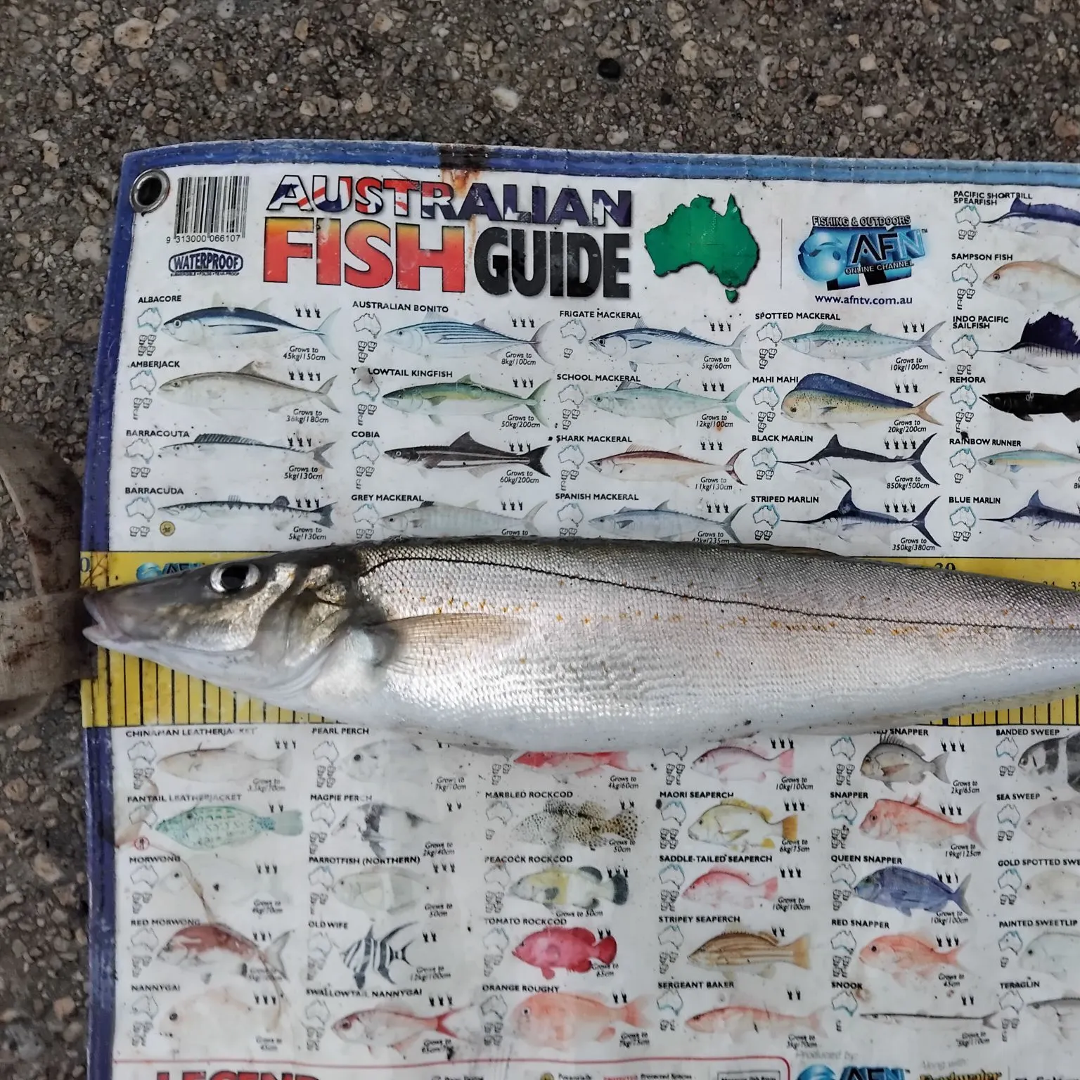 The most recent King George whiting catches on Fishbrain