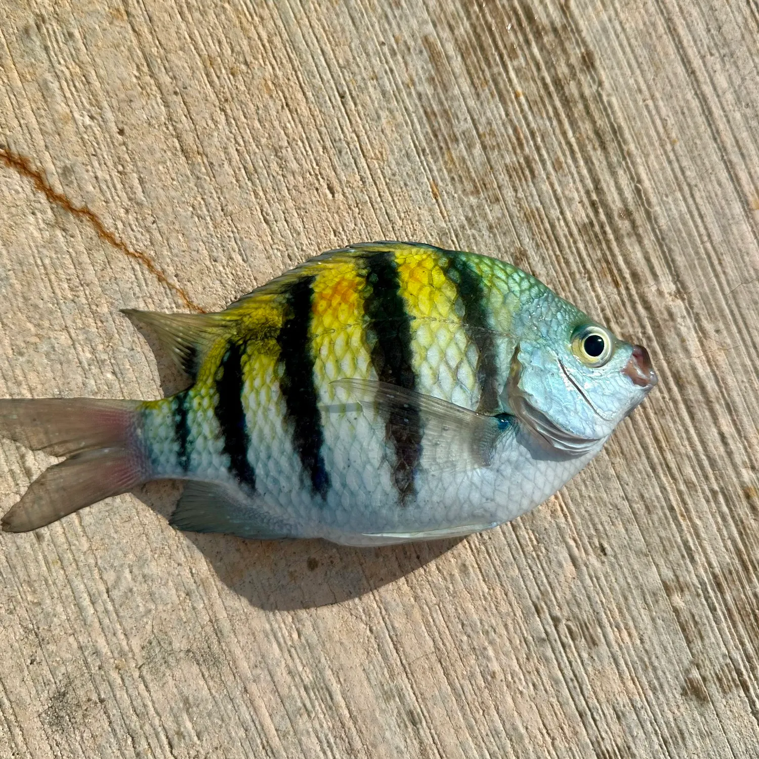 The most recent Sergeant-major catches on Fishbrain
