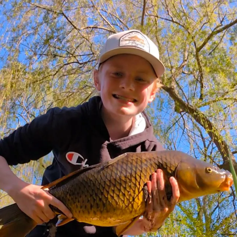 Common carp caught on Fishbrain