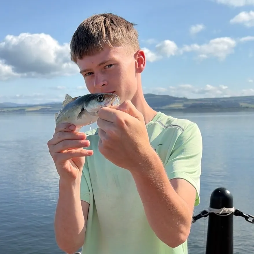 The most recent Alaska pollock catches on Fishbrain