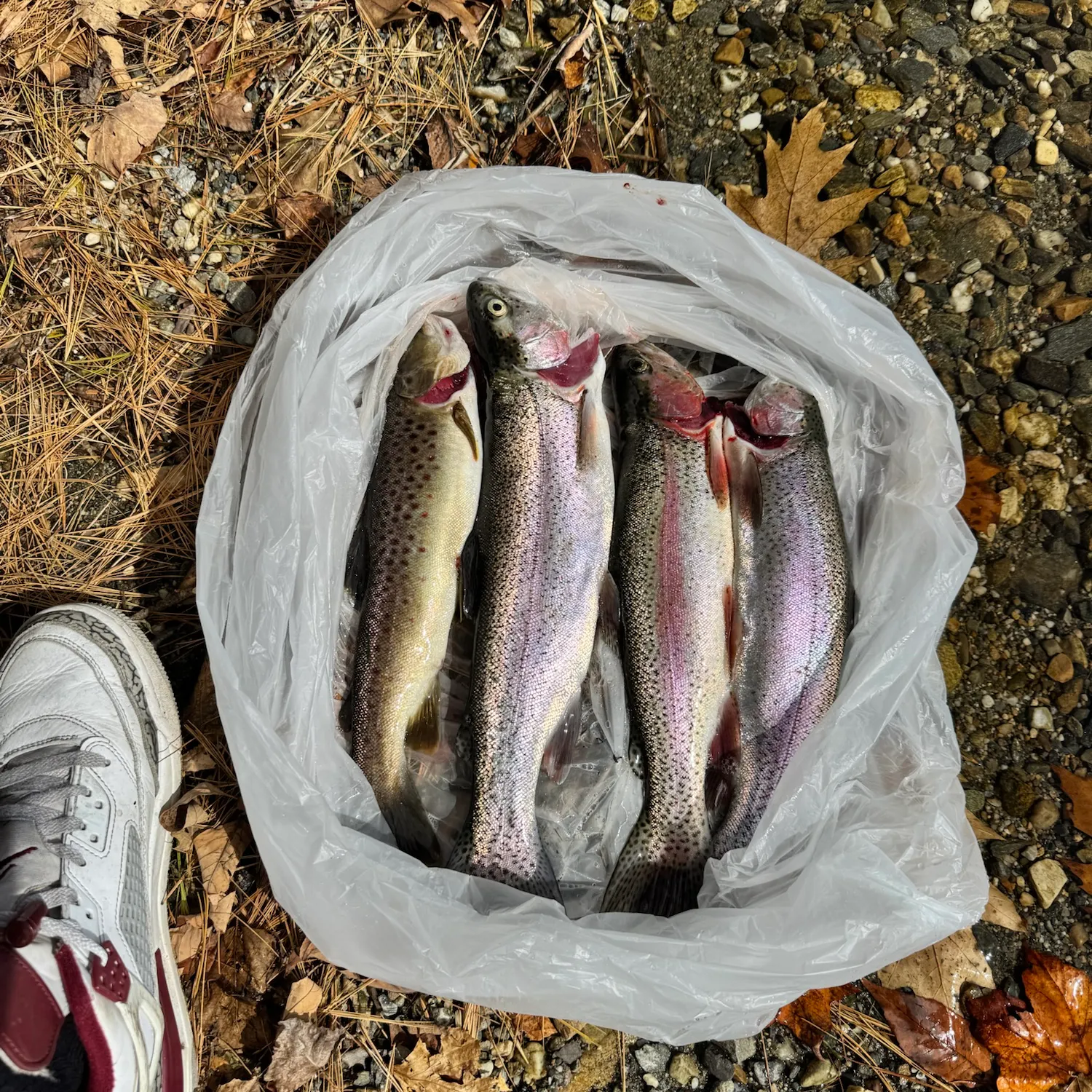 catch