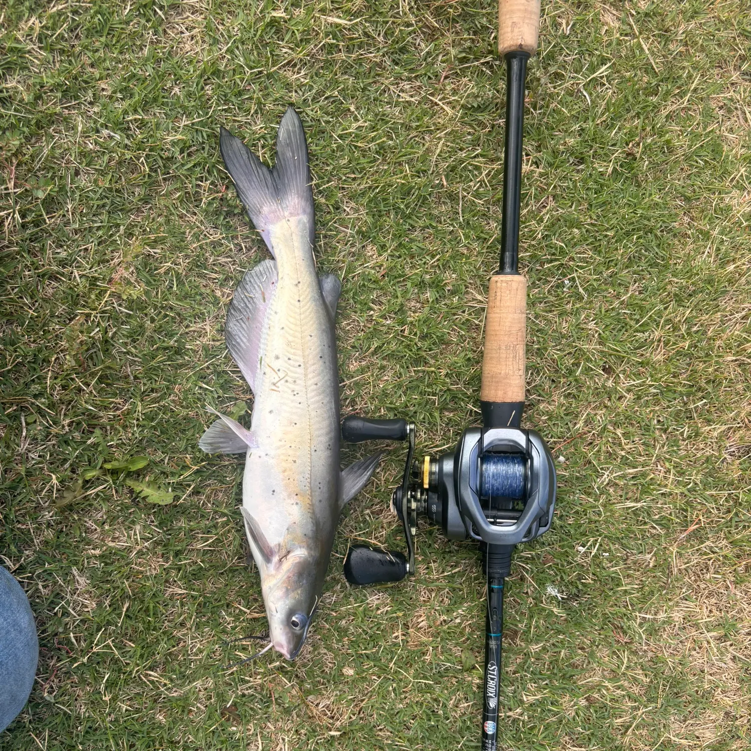 Channel catfish caught on Fishbrain