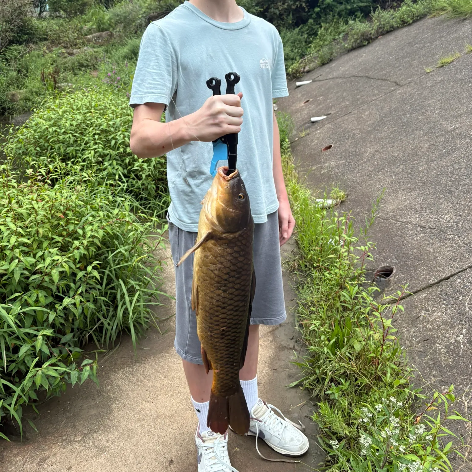 Common carp caught on Fishbrain
