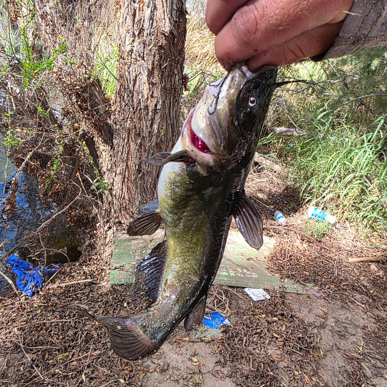 The most recent Black bullhead catches on Fishbrain