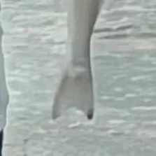 Gulf kingcroaker caught on Fishbrain