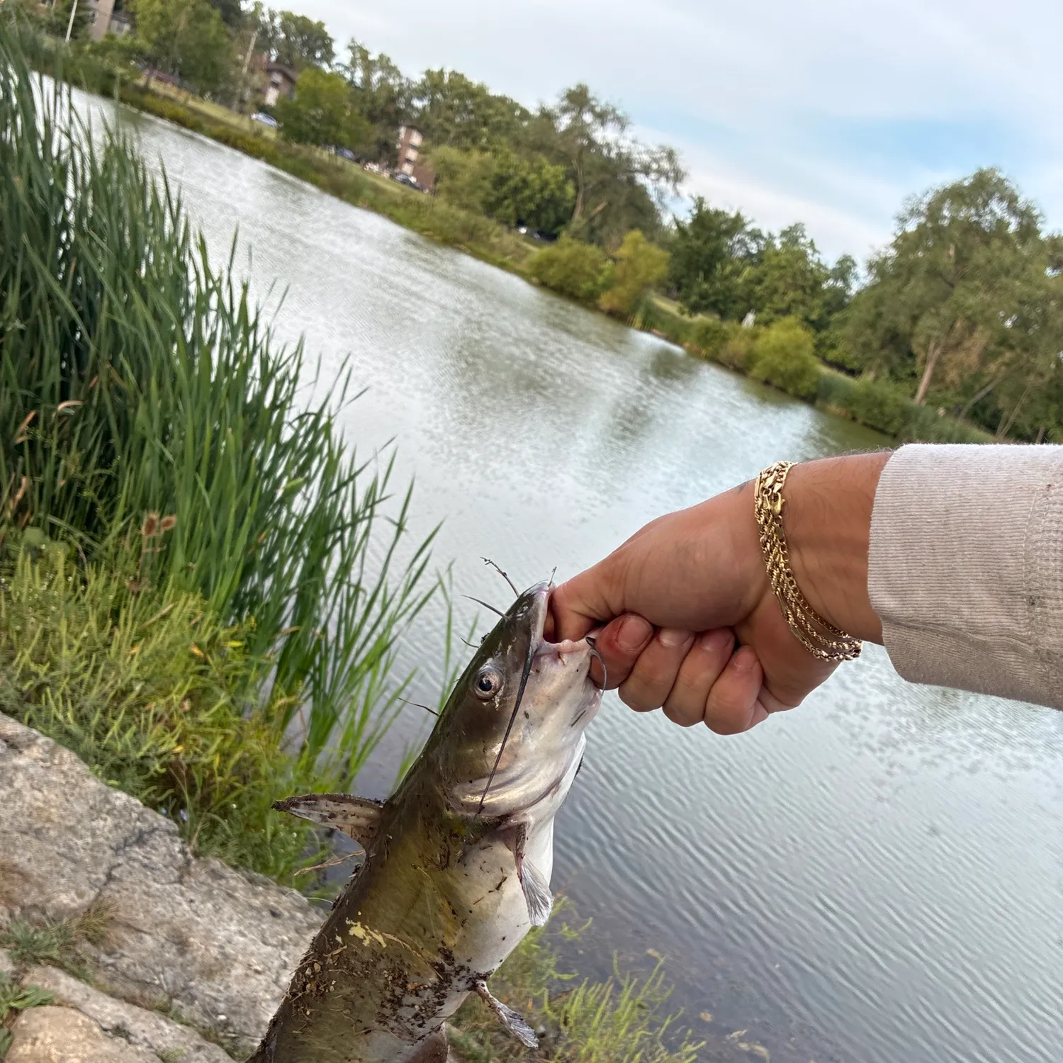Channel catfish caught on Fishbrain