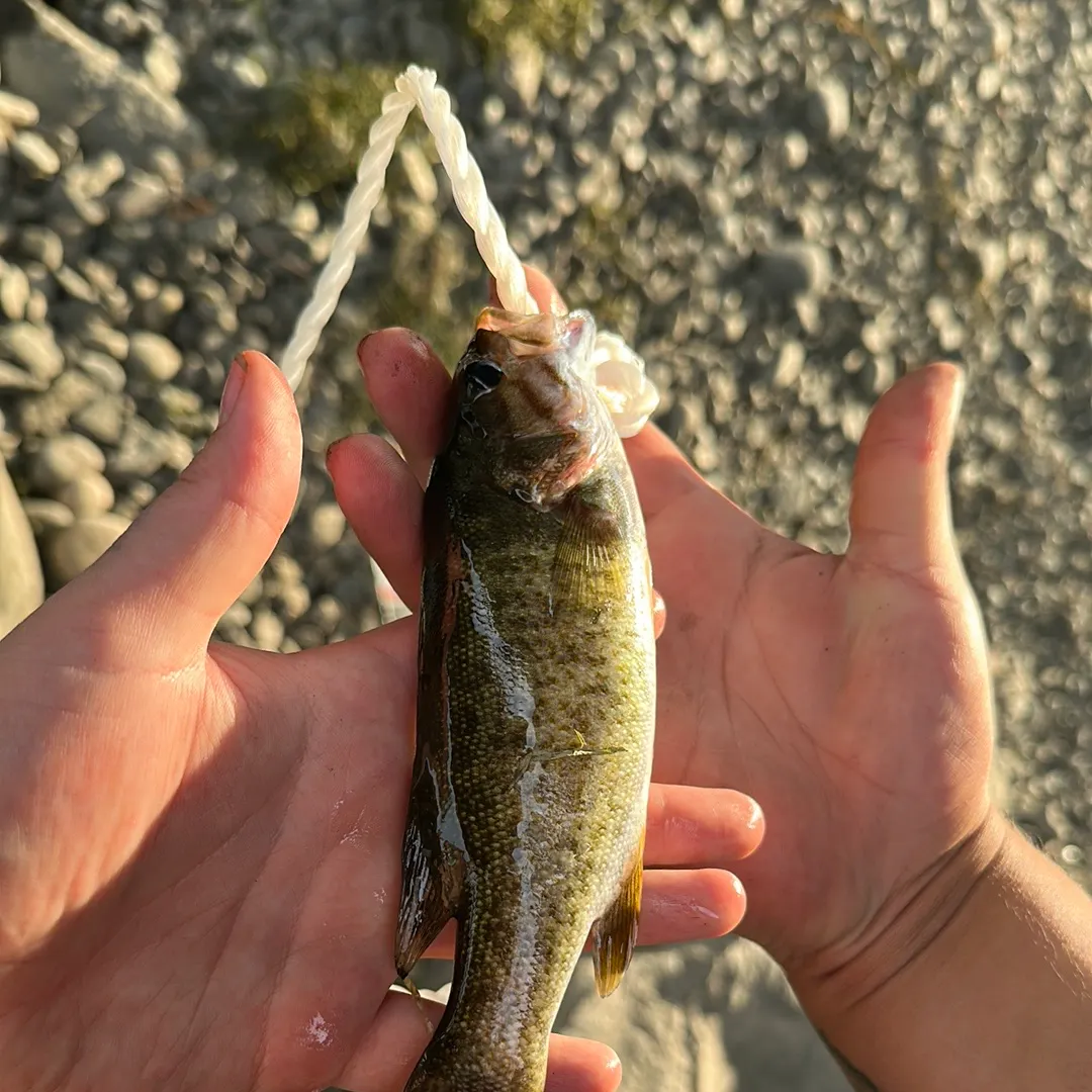 Spotted bass caught on Fishbrain