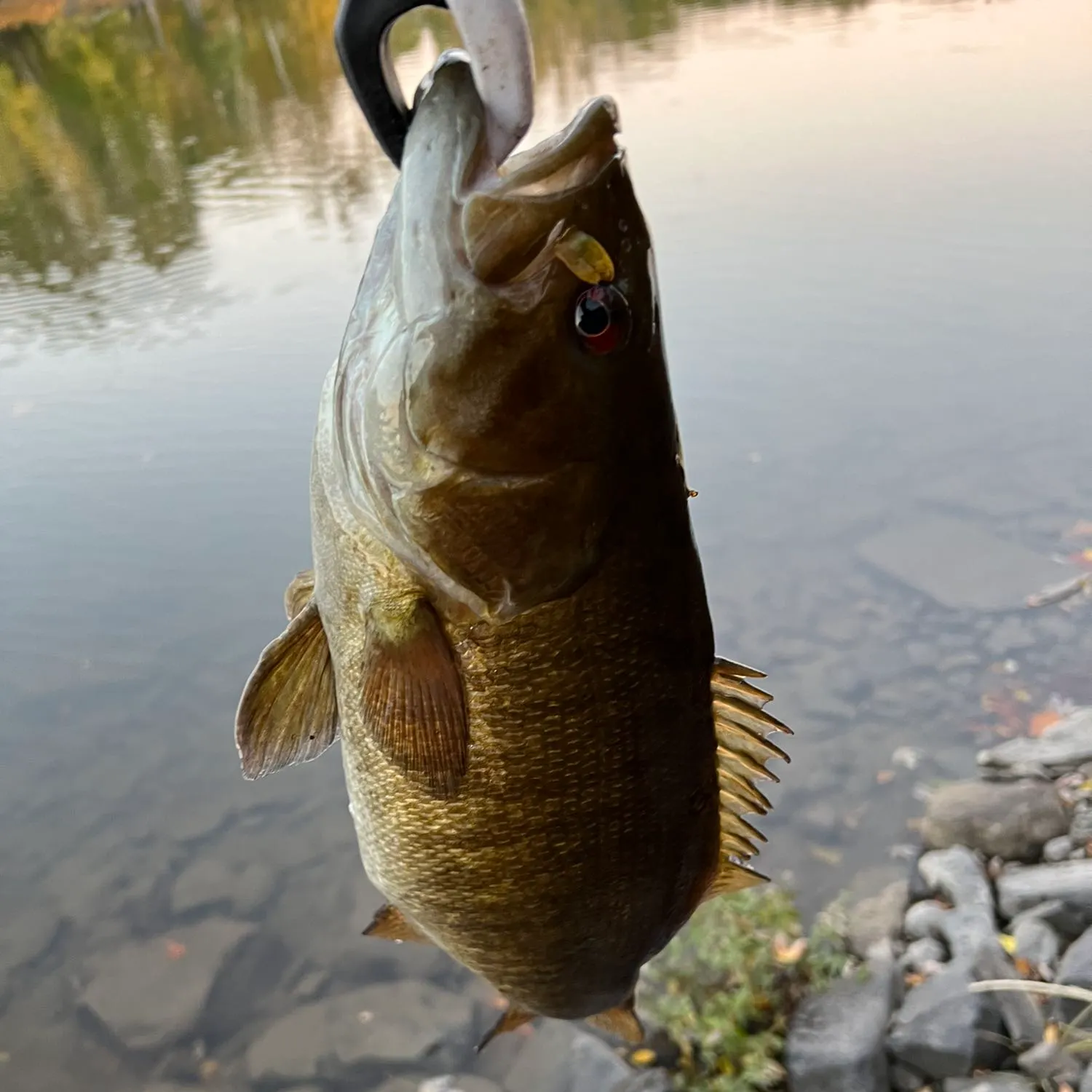 angler catch