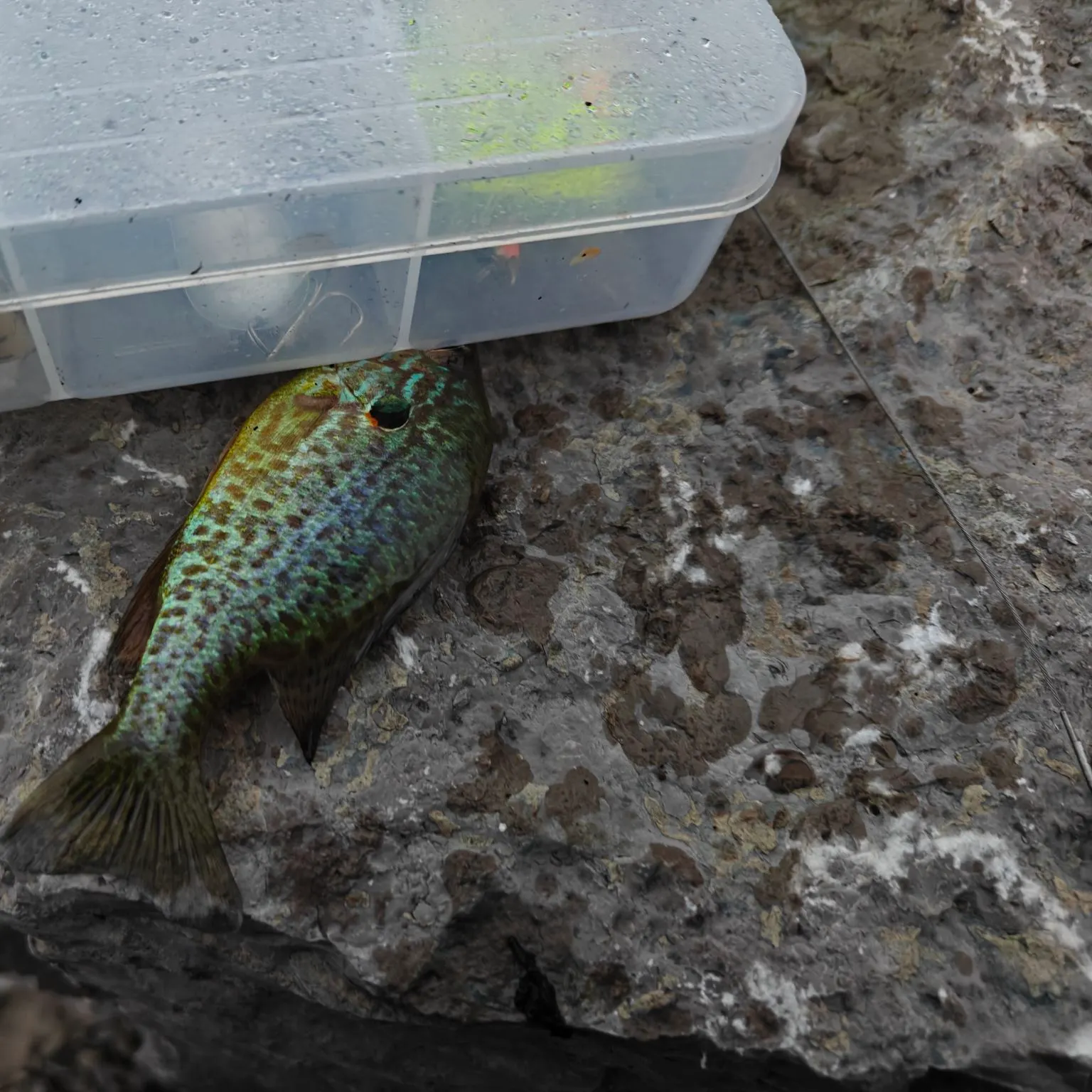 Pumpkinseed caught on Fishbrain