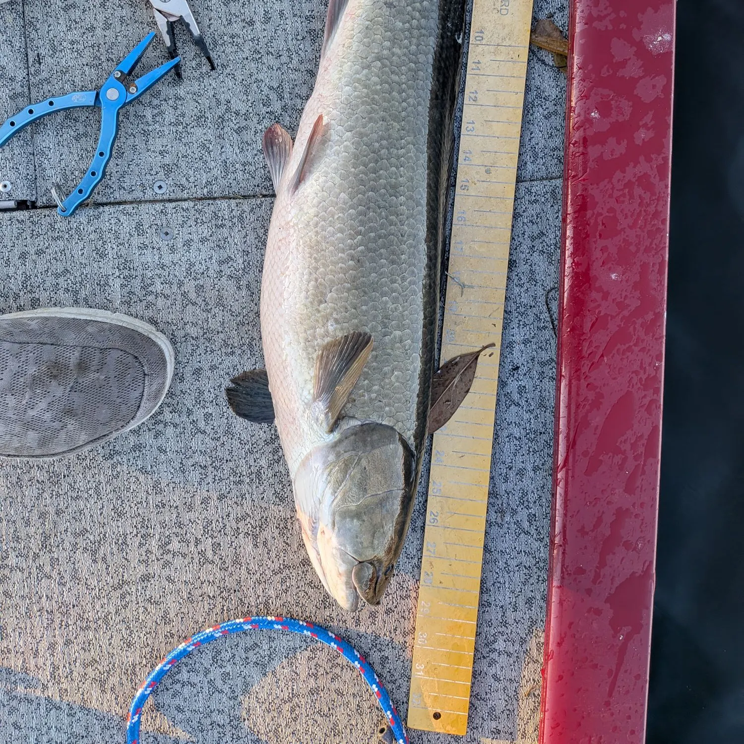 Eyetail bowfin caught on Fishbrain