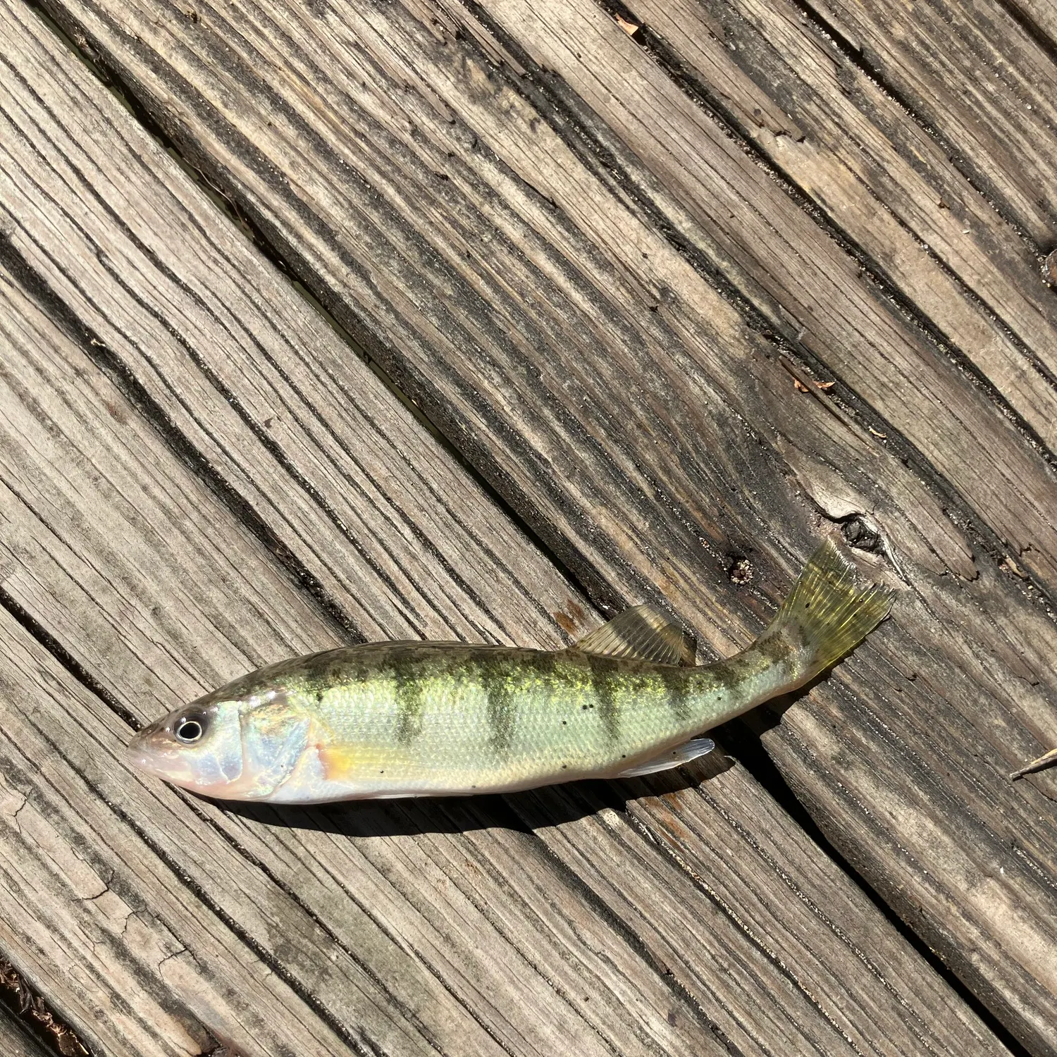 Yellow perch caught on Fishbrain