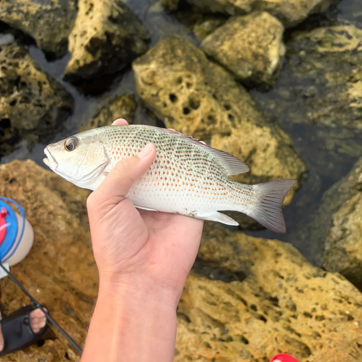 Mangrove snapper caught on Fishbrain