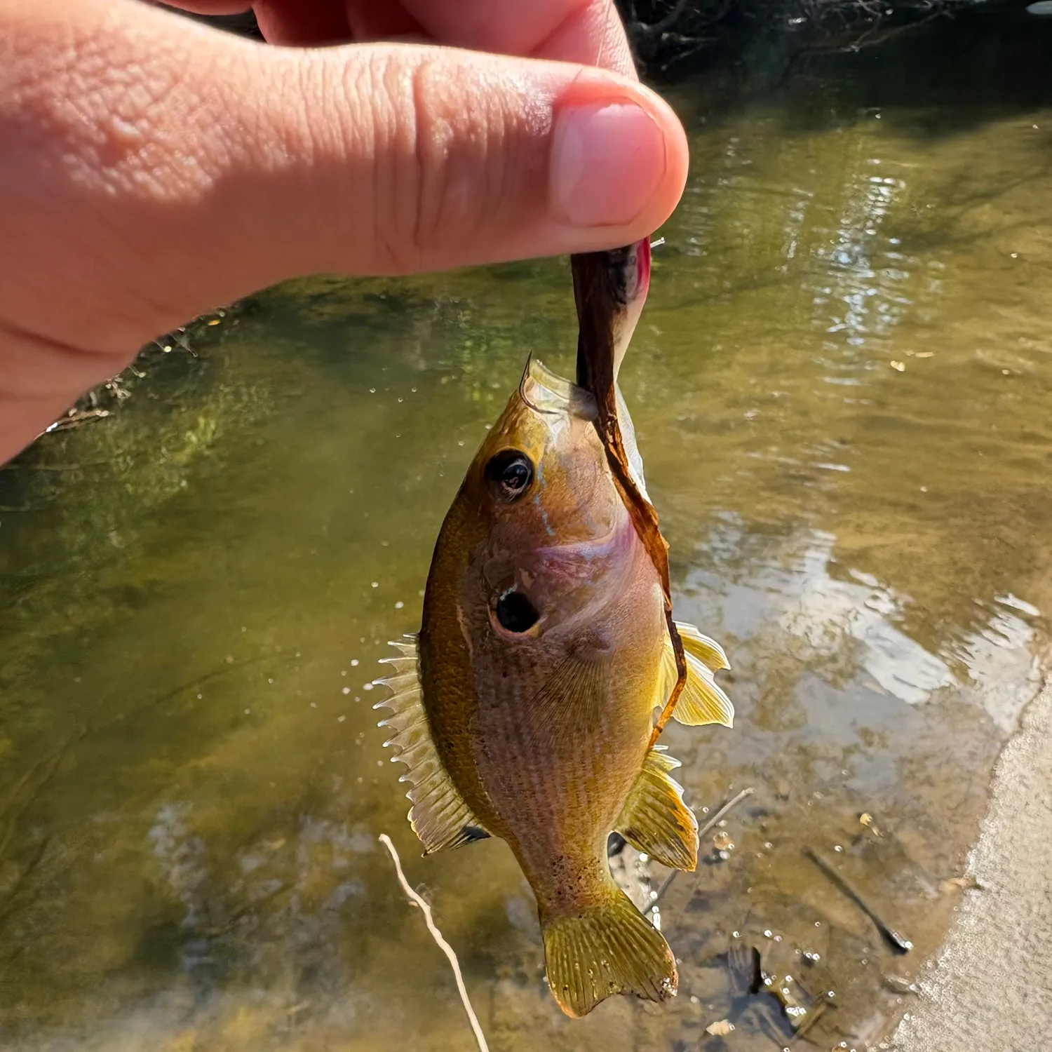 Green sunfish caught on Fishbrain