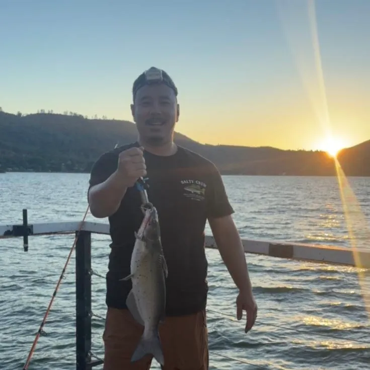 Channel catfish caught on Fishbrain