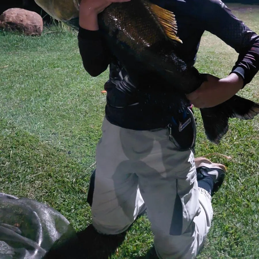 The most recent Black pacu catches on Fishbrain