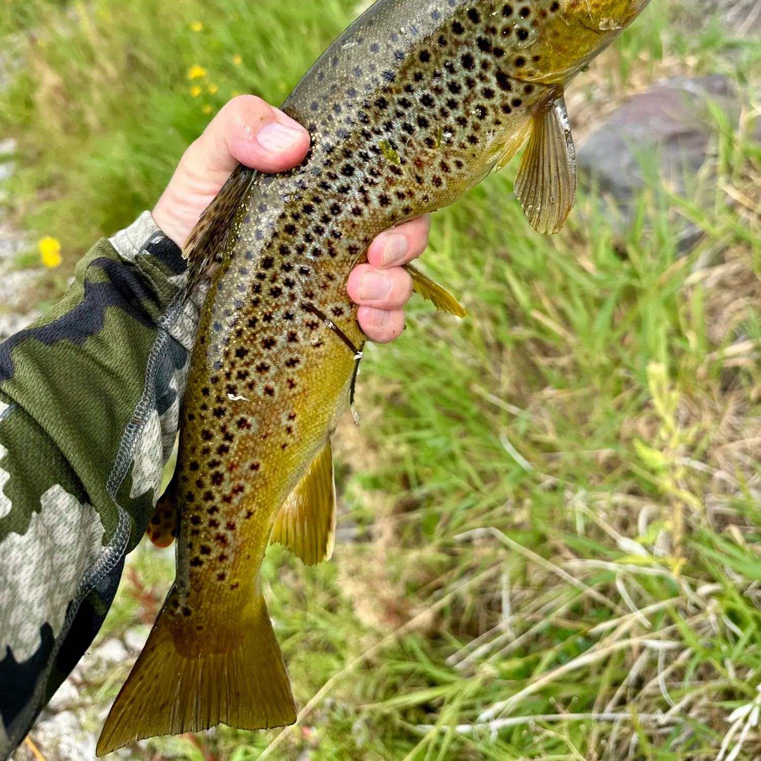 Brown trout caught on Fishbrain
